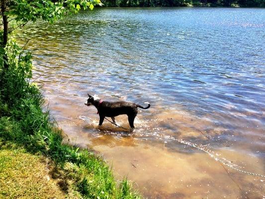 Photo Courtesy of Lauren S. - Doggie in a lake