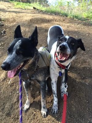 Bowie and Kiki are best friends and neighbors!