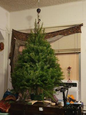 My tree ontop of my blanket chest. Perfect size.