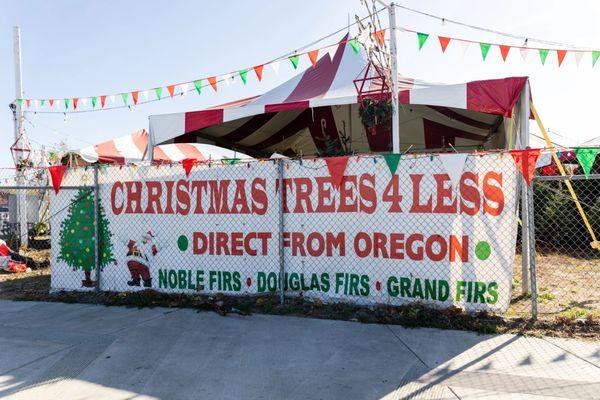 Christmas Trees 4 Less