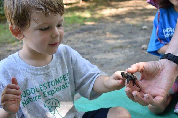 We love turtles at PUDDLESTOMPERS!