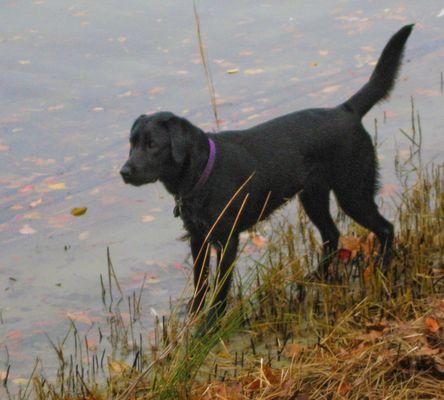 Labrador Retriever