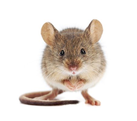 Mice 
First Watch Pest Removal