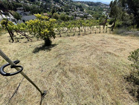 Weed abatement hillside.