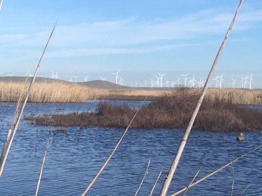 Grizzly Island Wildlife Area