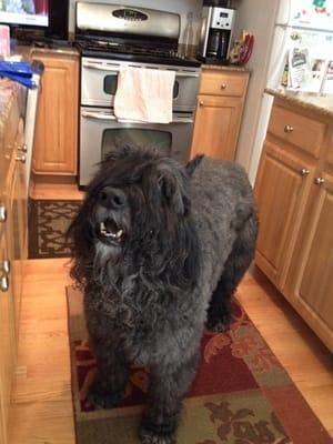 A happy Dog Wash Bouvier