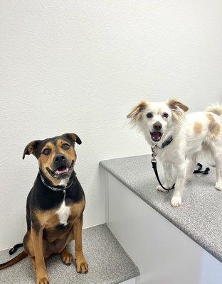 Haven (left) my 7 year old nervous but obedient girl and Hopper (right) my 2 year old overly friendly and slightly naughty boy!