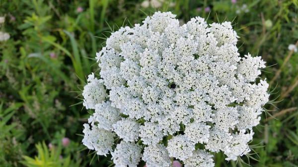 Queen Anne's Lace