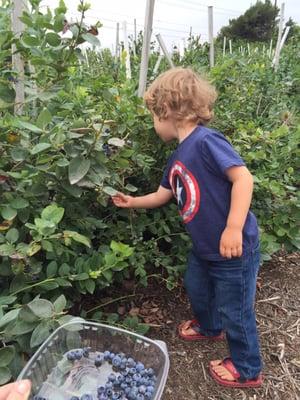 Picking berries.