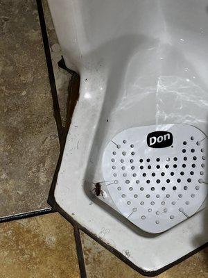 i went to the restroom and i saw this a cockroach.