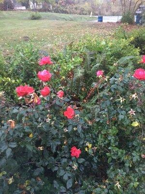 Lovely roses in October.