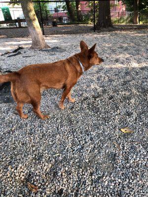 East Rock Dog Park