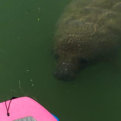 Manatee Moments!