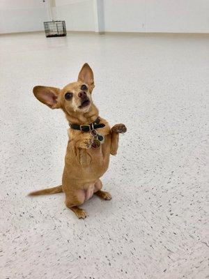 Izzy in her Treat Pose