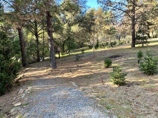 Lovely walking path to find the right tree.