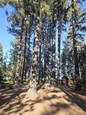 10-1-24. Tall Redwood Trees