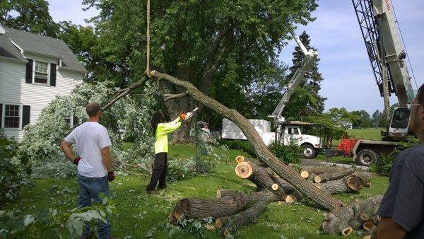 Our team with tree removal.