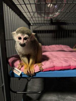 Squirrel Monkey