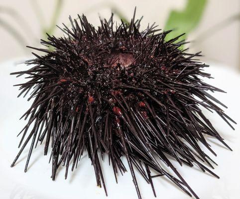 Live sea urchin, absolutely terrifying but so worth it for the treasure inside