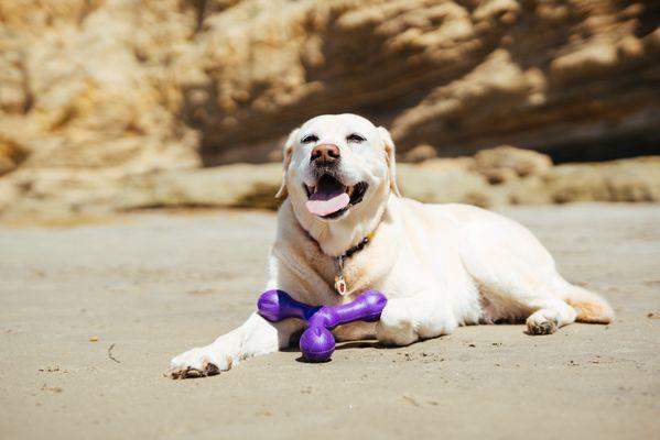 Fable enjoying her West Paw toy.