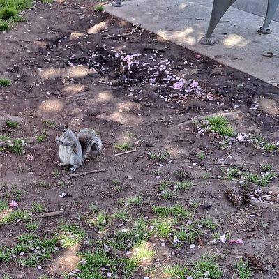 50 shades of gray squirrel