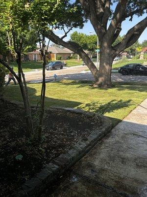 Freshly installed sod.