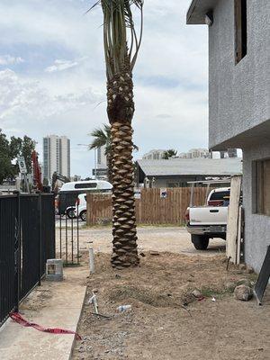 Palm tree planting