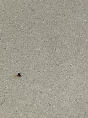 Dead fly