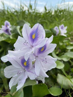 Central Florida Airboat Tours