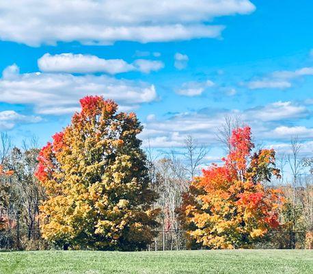 Look at those trees