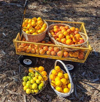 Changing the watering gave me more fruit - and saved money!