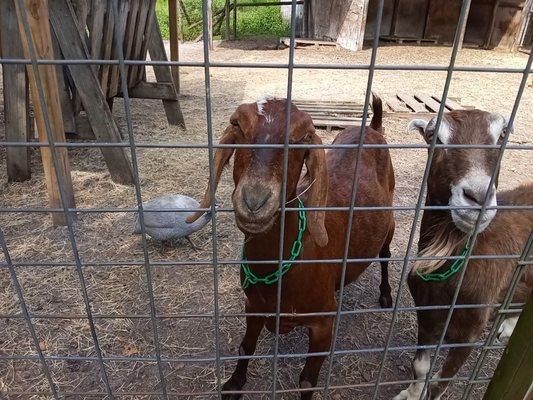 This brown goat is an amusing bully.