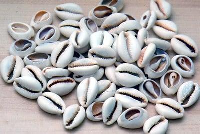 The Cowrie Shell Center