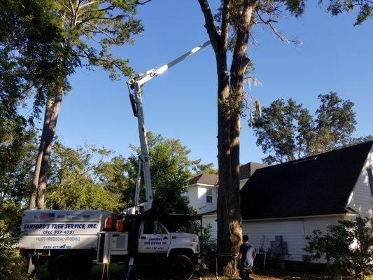 Sanford's Tree Service