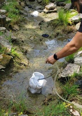 Drained and our fish from the overgrown and neglected water garden