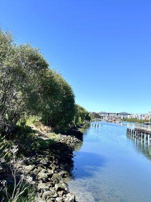 Looking along the edge of Mission Creek Park from the 4th St Bridge.