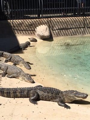 4/3/16. Sunday afternoon! Some HOT Gator and Turtle action out front here today!!