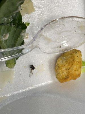 Caesar salad with a side of fly with a missing wing.