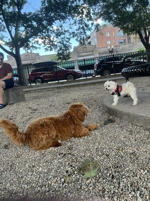 Peters Park offers a gated section for small dogs... Puppies and well-behaved large dogs welcome!