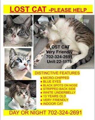 Please help... LOST CAT missing 8-25-24 to present 9-6-24 and counting  Please call 7023242691