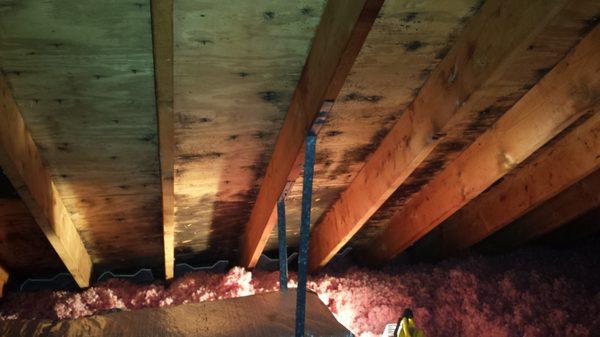 Mold before mold cleanup on attic sheathing