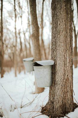 Maple Tapping Bucket