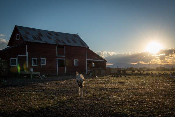 On the property.