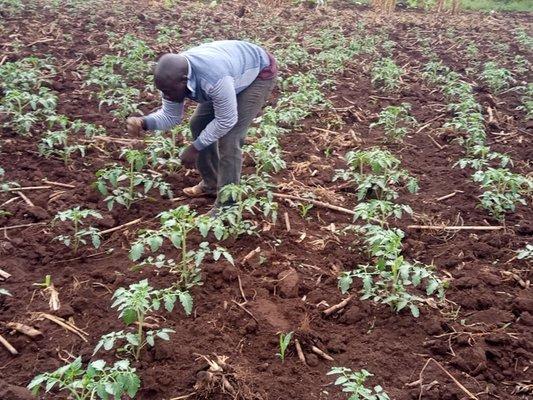 At our 7-acre "Lost Crops of Africa" research farm in Namalemba Village, Uganda, we are growing many healthy crops.