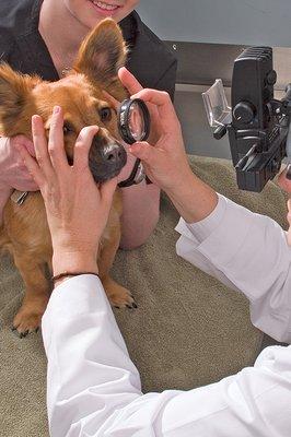 Eye Care for Animals - Reno