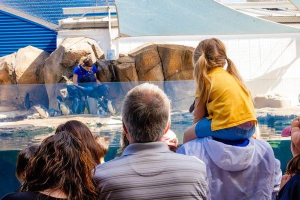 Little Blue Penguin Feeding - Daily at 10 am