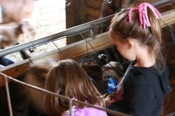 Who would have thought goats love animal crackers?