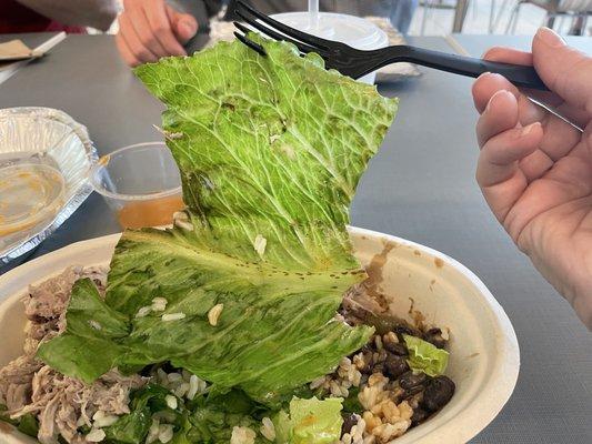 Uncut lettuce with brown spots