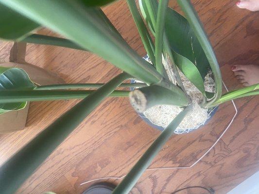 I opened my new plant to see cut off limbs