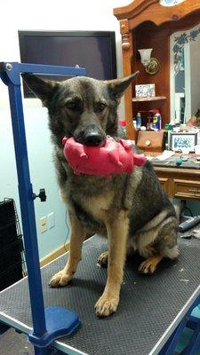 Kyah with a toy on the grooming table.